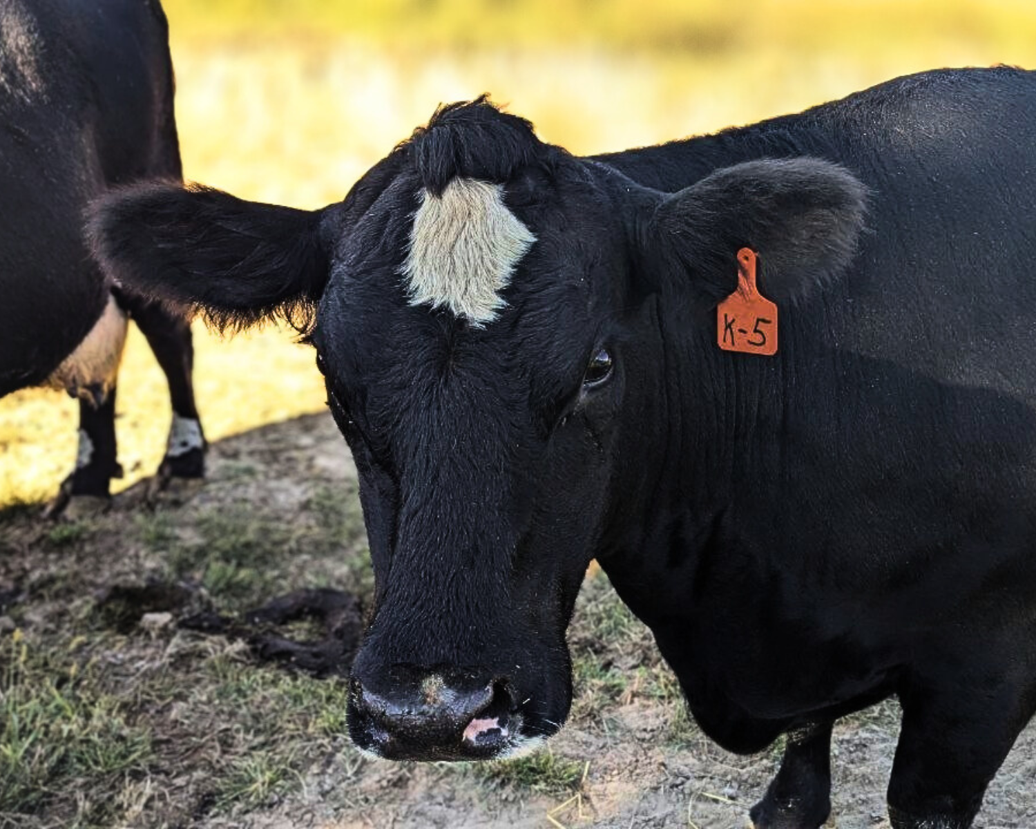 Why Are Beef and Cattle Prices Going Up — and What Do Gold and Silver Have to Do With It?